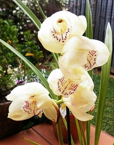...and so are orchids!